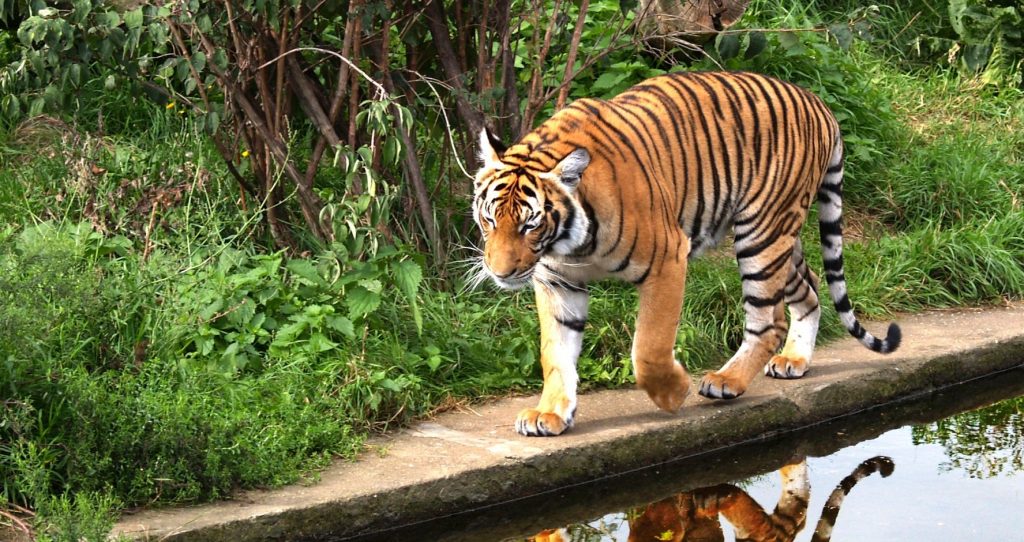 Зоопарк в Праге / Zoologická zahrada Praha