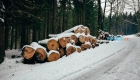 Лес Доуби в Карловых Варах