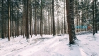 Лес Доуби в Карловых Варах