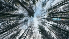 Лес Доуби в Карловых Варах
