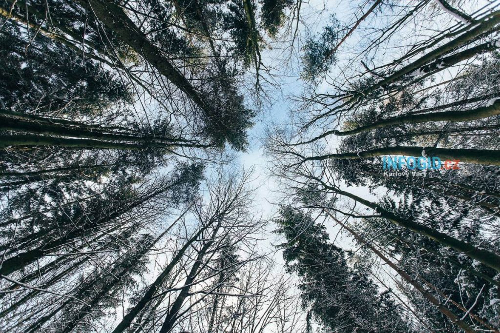 Лес Доуби в Карловых Варах